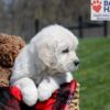 Image of Ulysses, a Golden Retriever puppy