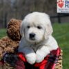 Image of Ulysses, a Golden Retriever puppy