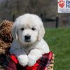 Image of Ulysses, a Golden Retriever puppy