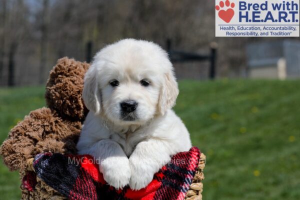 Image of Ulysses, a Golden Retriever puppy