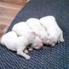 Image of English Cream 🤍 July 14, a Golden Retriever puppy