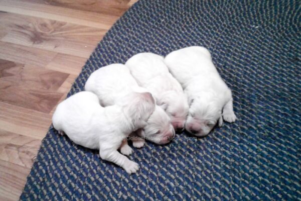 Image of English Cream 🤍 July 14, a Golden Retriever puppy