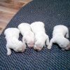 Image of English Cream 🤍 July 14, a Golden Retriever puppy