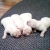 Image of English Cream 🤍 July 14, a Golden Retriever puppy