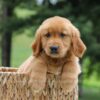 Image of Ace (trained), a Golden Retriever puppy