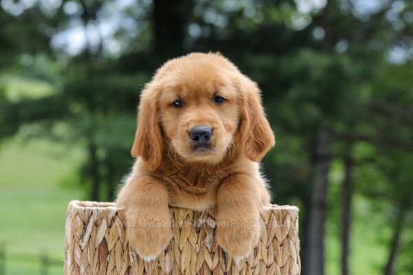 Image of Ace (trained), a Golden Retriever puppy