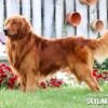 Image of Dark Golden 🤎 June 23, a Golden Retriever puppy