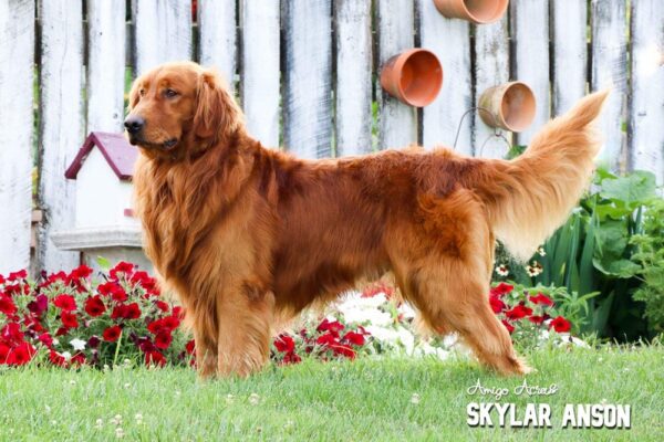 Image of Dark Golden 🤎 June 23, a Golden Retriever puppy