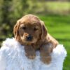 Image of Archie, a Golden Retriever puppy