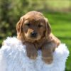 Image of Archie, a Golden Retriever puppy