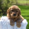 Image of Archie, a Golden Retriever puppy