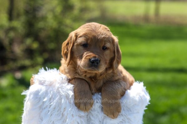 Image of Archie, a Golden Retriever puppy