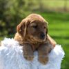 Image of Archie, a Golden Retriever puppy