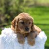 Image of Archie, a Golden Retriever puppy