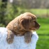 Image of Archie, a Golden Retriever puppy