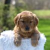 Image of Archie, a Golden Retriever puppy