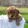 Image of Archie, a Golden Retriever puppy