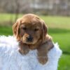 Image of Archie, a Golden Retriever puppy