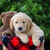 Image of Cameron, a Golden Retriever puppy