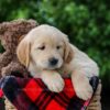 Image of Cameron, a Golden Retriever puppy