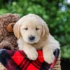 Image of Cameron, a Golden Retriever puppy