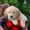 Image of Cameron, a Golden Retriever puppy