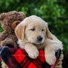 Image of Cameron, a Golden Retriever puppy