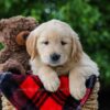 Image of Cameron, a Golden Retriever puppy