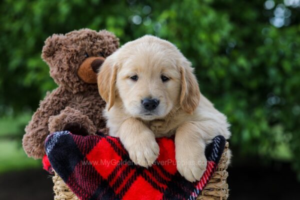 Image of Cameron, a Golden Retriever puppy