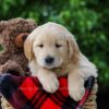 Image of Cameron, a Golden Retriever puppy
