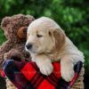 Image of Cameron, a Golden Retriever puppy