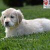 Image of Candy, a Golden Retriever puppy