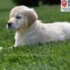 Image of Candy, a Golden Retriever puppy