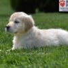 Image of Candy, a Golden Retriever puppy