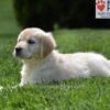 Image of Candy, a Golden Retriever puppy