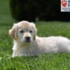 Image of Candy, a Golden Retriever puppy