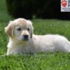 Image of Candy, a Golden Retriever puppy