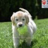 Image of Candy, a Golden Retriever puppy