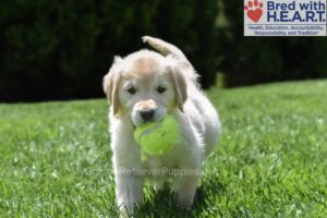 Image of Candy, a Golden Retriever puppy