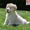 Image of Candy, a Golden Retriever puppy