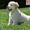 Image of Candy, a Golden Retriever puppy