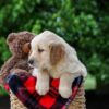 Image of Carter, a Golden Retriever puppy