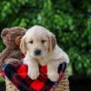 Image of Carter, a Golden Retriever puppy