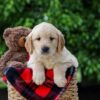 Image of Carter, a Golden Retriever puppy