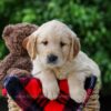 Image of Carter, a Golden Retriever puppy