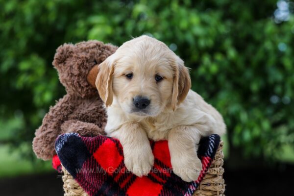 Image of Carter, a Golden Retriever puppy