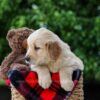 Image of Carter, a Golden Retriever puppy