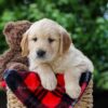 Image of Carter, a Golden Retriever puppy