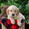 Image of Carter, a Golden Retriever puppy