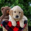 Image of Carter, a Golden Retriever puppy